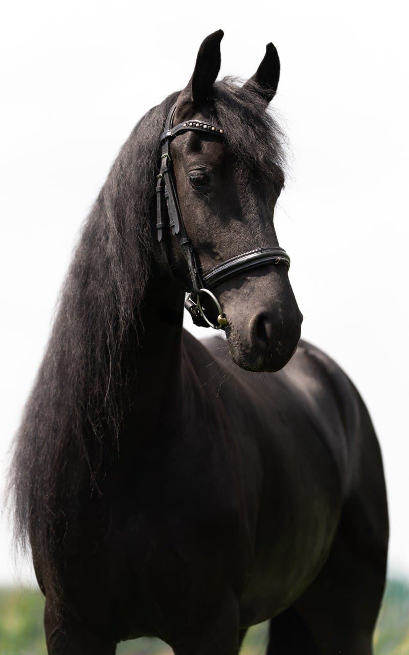 Post by FriesianHorse.eu